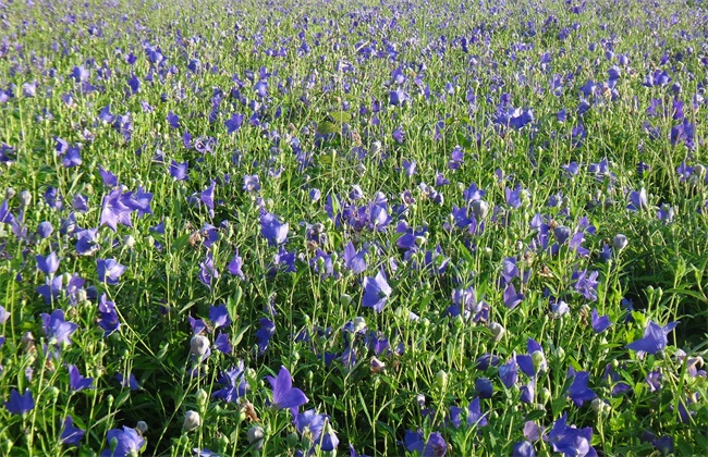 春耕时节 种植 什么中药材