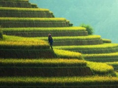 农村两委指的是什么？换届选举具体流程是怎样的？