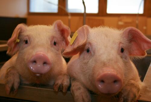 非洲猪瘟会传染人和家禽吗？猪肉还能不能吃？答案在这里！