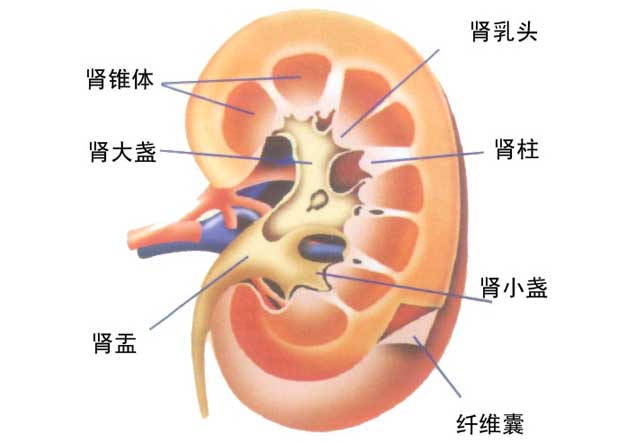 肾结石患者的饮食禁忌