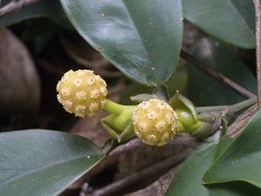 石柑子的功效与作用