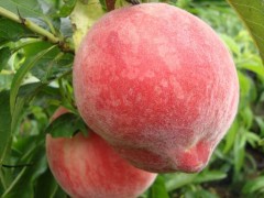 吃桃子真的会长胖吗?