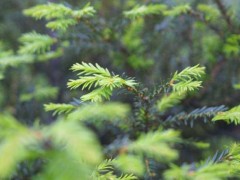 松柏木命是什么意思?