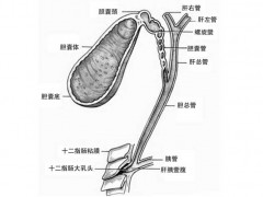 胆结石不能吃什么食物