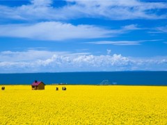 青海“一村一品”示范基地带动乡村振兴