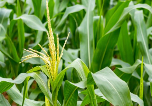 好消息！黑龙江省玉米、大豆、水稻补贴即将发放！（附补贴标准）