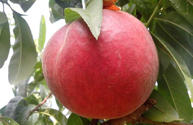 吃桃子减肥吗