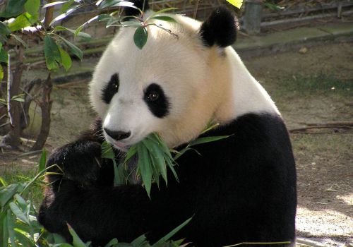 中国十大濒危灭绝的保护动物,这种动物仅剩10只！