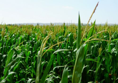全国已播农作物一点五亿亩,春耕瞄准高质量发展！