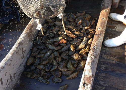 海鲜市场价格起伏不一,专家分析海参牡蛎价格有望持续增长