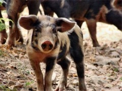 2019非洲猪瘟最新疫情：生猪扑杀大小猪场补贴一视同仁