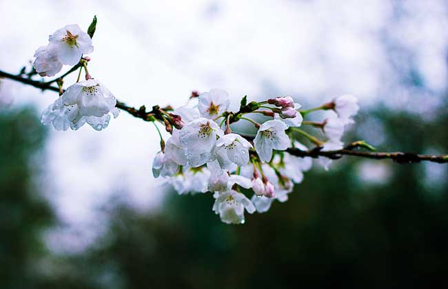 谷雨是什么意思