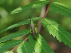 蚱蜢是益虫还是害虫