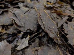 苦丁茶能治口臭吗?
