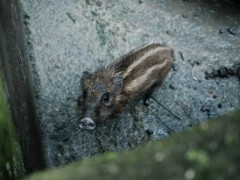 意大利野猪泛滥是怎么回事？如何驱赶？