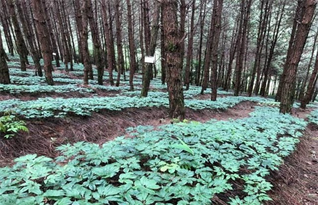 三七种植效益