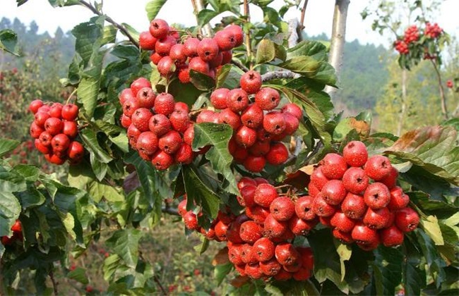 山楂 种植效益 分析