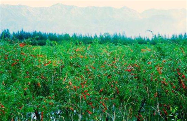 枸杞种植效益