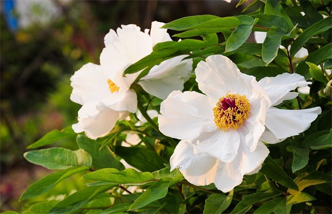 白芍 种植效益 分析