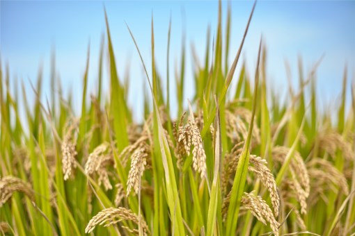 第三代杂交水稻首次专家测产：平均亩产多少公斤？