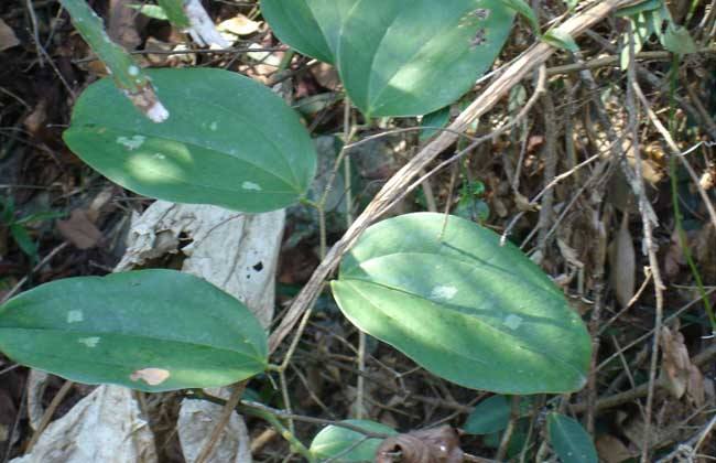 土茯苓 种植效益 分析