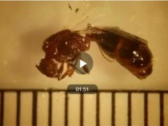 东京出现剧毒红火蚁是怎么回事？被咬会怎么样？