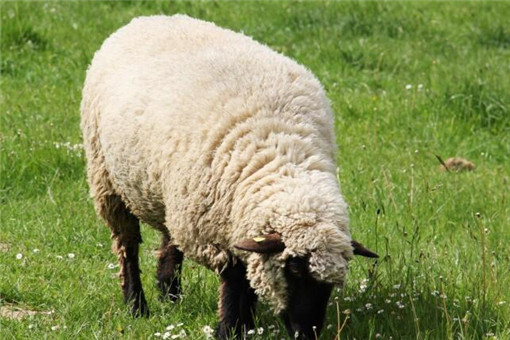 澳网红绵羊去世！为什么会去世？它因啥出名？
