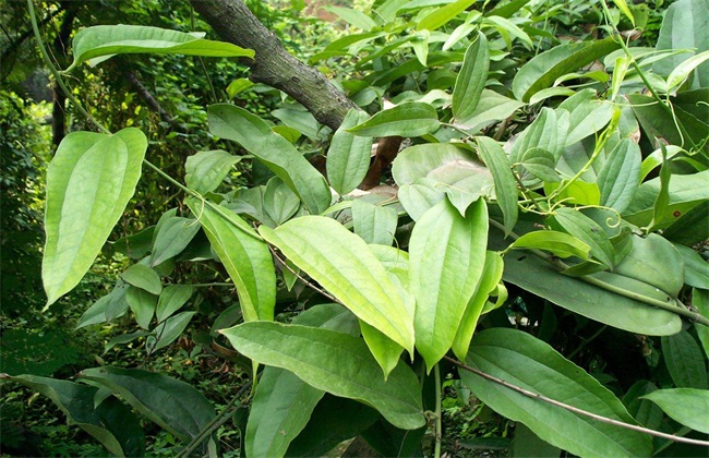 土茯苓 种植效益 分析