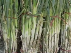 山东章丘大葱价格遭腰斩！种植户应该如何应对？