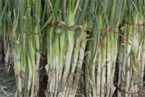 山东章丘大葱价格遭腰斩!种植户应该如何应对?