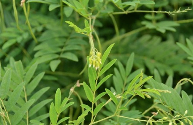 苦参 种植效益 如何