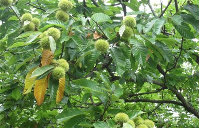 农业致富种植项目