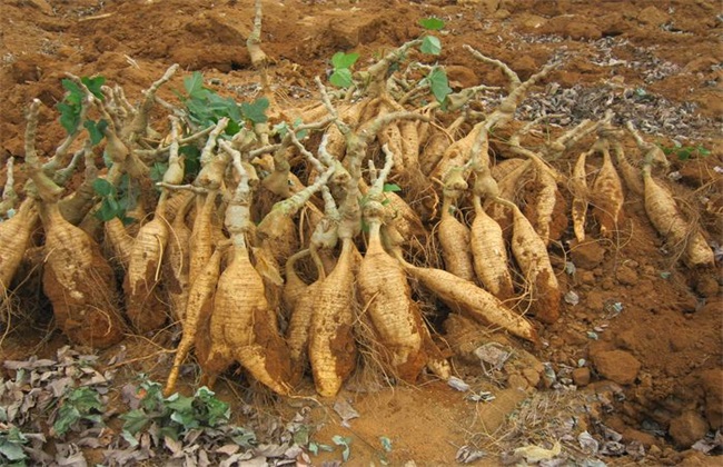 葛根 种植效益 分析