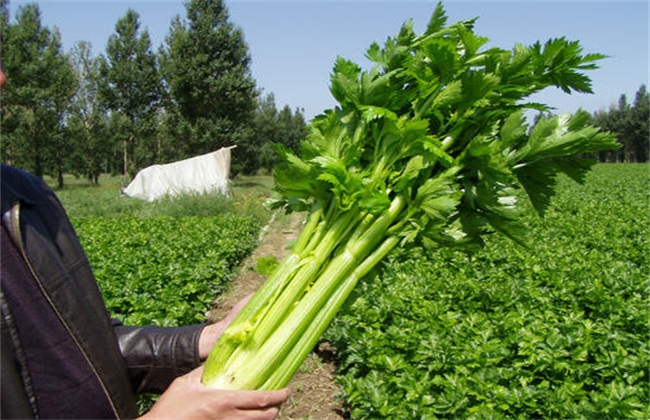 秋冬季节种什么 秋冬季蔬菜