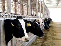 农业农村部就奶业振兴召开发布会！奶农办企业资金怎么解决？