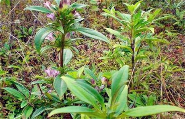 龙胆草种植效益分析