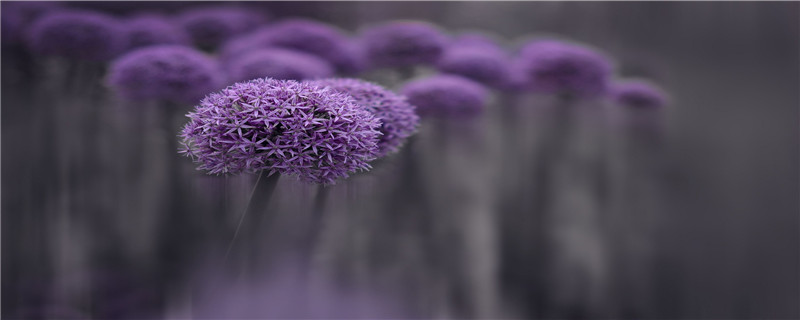 紫色的大绒花