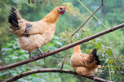 人会感染H5N1禽流感吗？感染后有哪些表现？全面预防措施请收好！