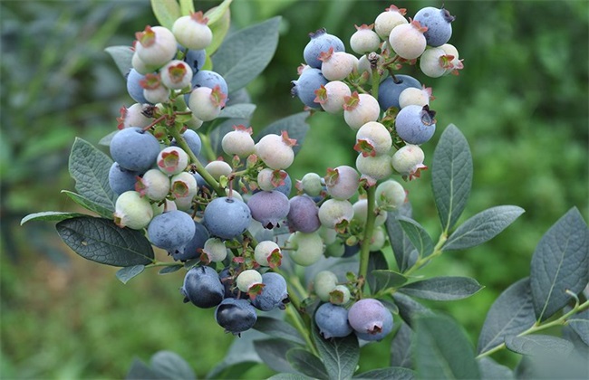 蓝莓 种植效益 分析