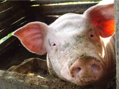 自然资源部印发生猪养殖用地通知！养猪能占用农田吗？有什么鼓励政