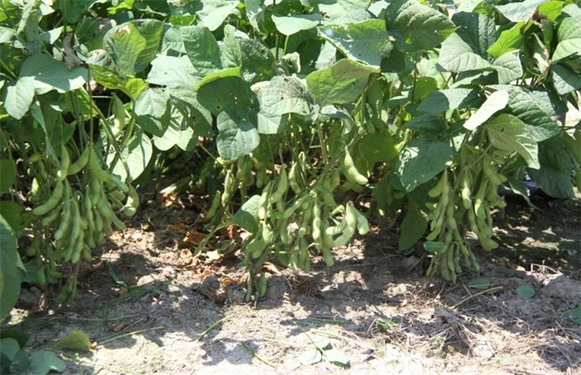 大豆 种植效益 分析