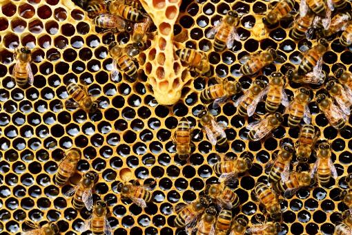 真的蜂巢价格多少钱一斤？功效作用是什么？