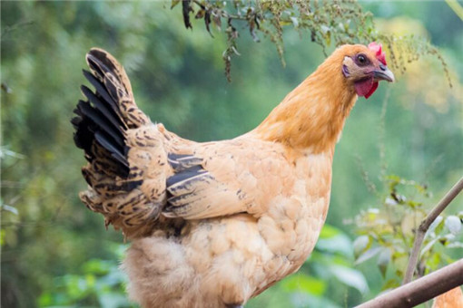 四川禽流感最新消息：最后怎么处理的？H5N6禽流感传人吗？