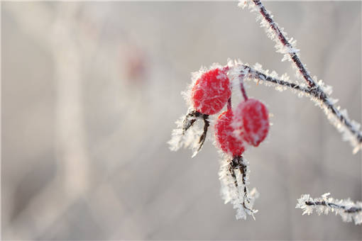 寒潮打霜的植物