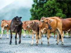 2019年末牛肉价格涨幅如何？养殖效益怎么样？