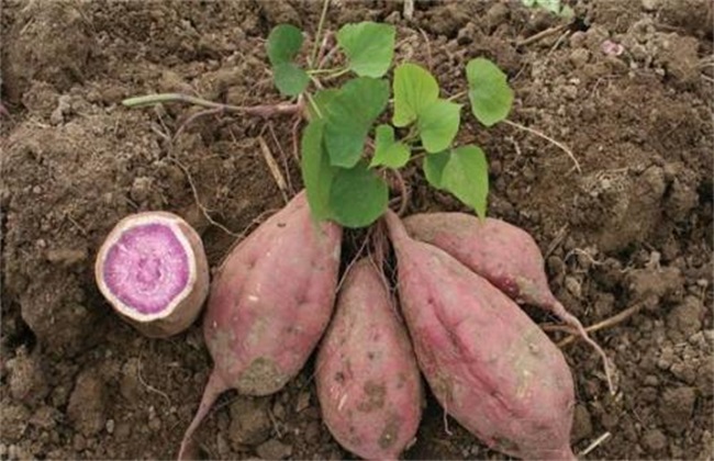 紫薯 种植效益 如何