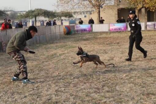 北京首批警用克隆犬入警