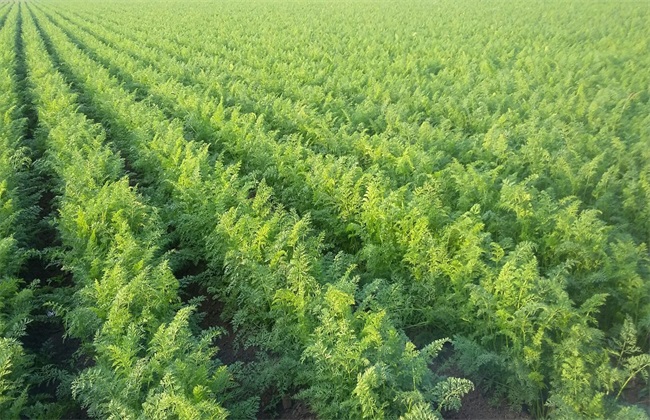 胡萝卜 种植效益 分析