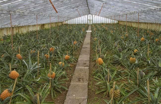 菠萝种植效益