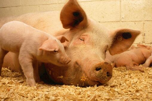 近期全国生猪、猪肉均价是多少？猪价还会上涨吗？